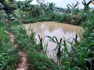 Read more about the article Fish Farming Techniques, Types, and Best Practices.