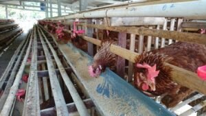 Read more about the article Understanding Poultry Farming: A Comprehensive Guide